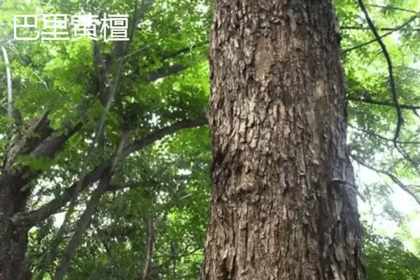 红木常见种类列举 (红木常见是否有降香黄檀等)插图9 红木常见种类列举 (红木常见是否有降香黄檀等)插图9