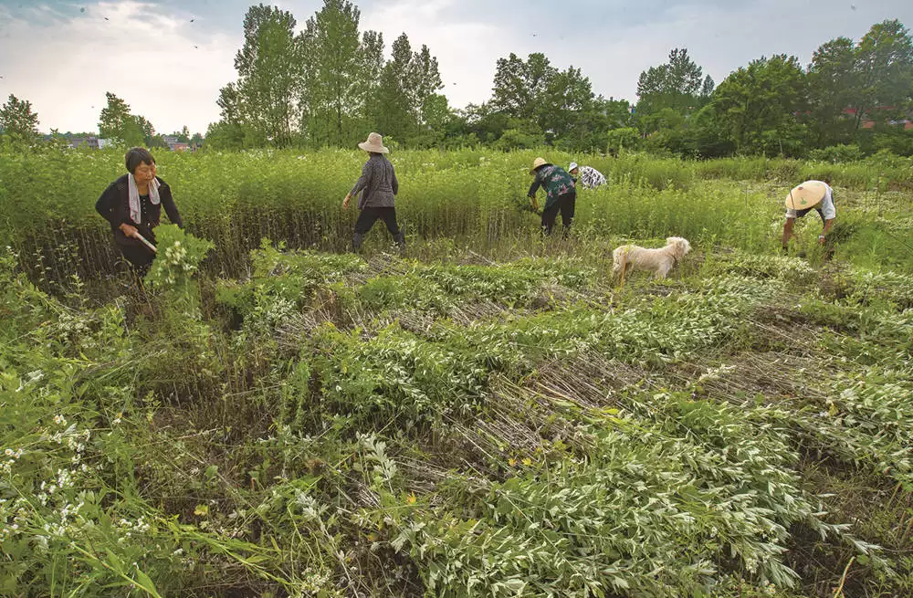 艾蒿的种植要点有哪些, 需要注意什么?插图2 艾蒿的种植要点有哪些, 需要注意什么?插图2