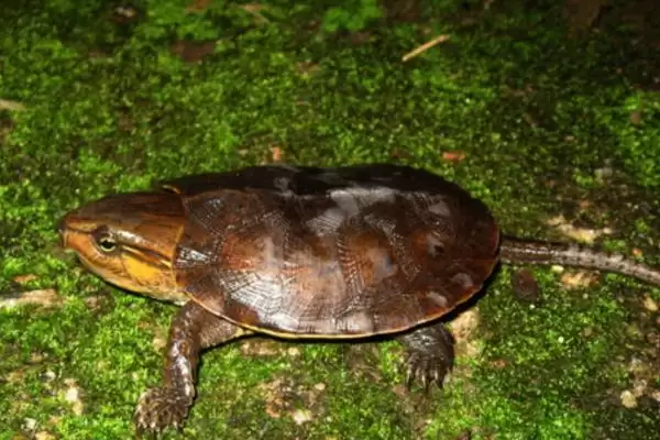 鹰嘴龟品种数量 (鹰嘴龟是否有 5 个品种)插图1