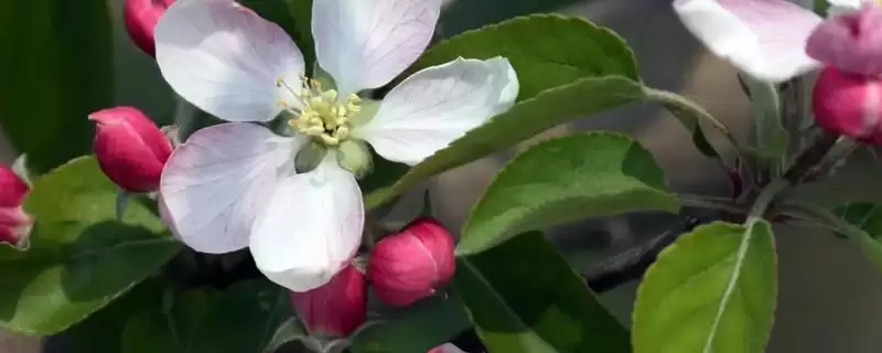 苹果开花时间节点 (苹果是否在 4 - 5 月开花)-会东网