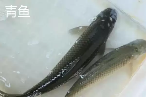 青鱼与草鱼食性特点 (青鱼是否吃荤，草鱼是否吃素)插图1