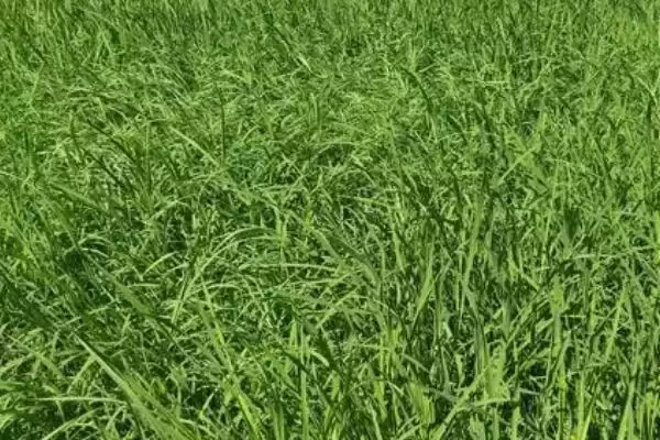 农田常见杂草种类 (农田常见杂草是否有稻稗草等)插图2