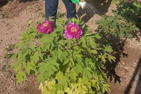 富贵花开寓意理解 (富贵花开是否寓意吉祥如意)插图3