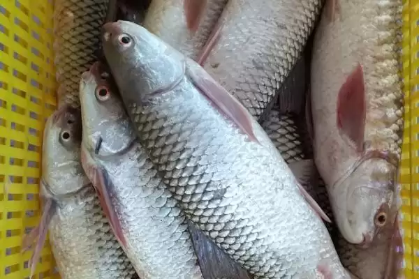 花骨鱼等鱼刺情况 (花骨鱼等鱼是否小刺较多)插图4 花骨鱼等鱼刺情况 (花骨鱼等鱼是否小刺较多)插图4