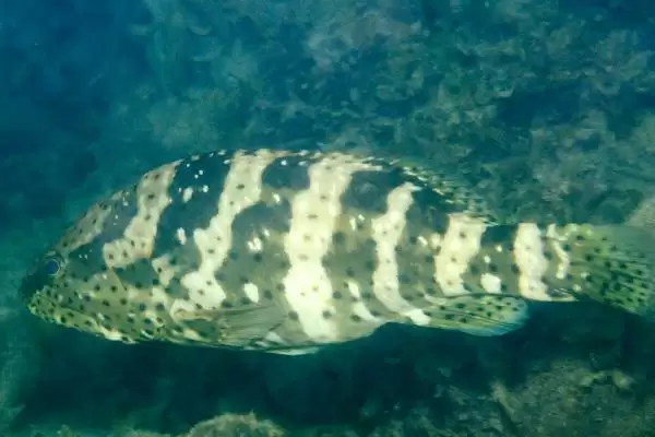 青斑鱼和石斑鱼差异 (青斑鱼和石斑鱼在生活环境等方面是否不同)插图7