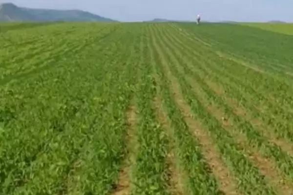 一亩地面积计算 (一亩地长宽乘积是否为 667 平方米)插图1