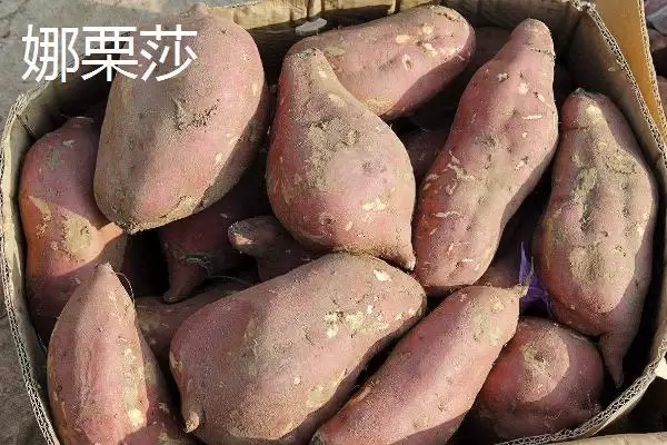 苏薯 8 号平均产量 (苏薯 8 号平均产量是否为 8500 斤)插图5