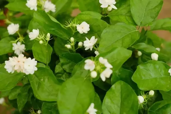 新买茉莉花掉苞原因 (新买茉莉花掉苞是否因环境不适)插图1