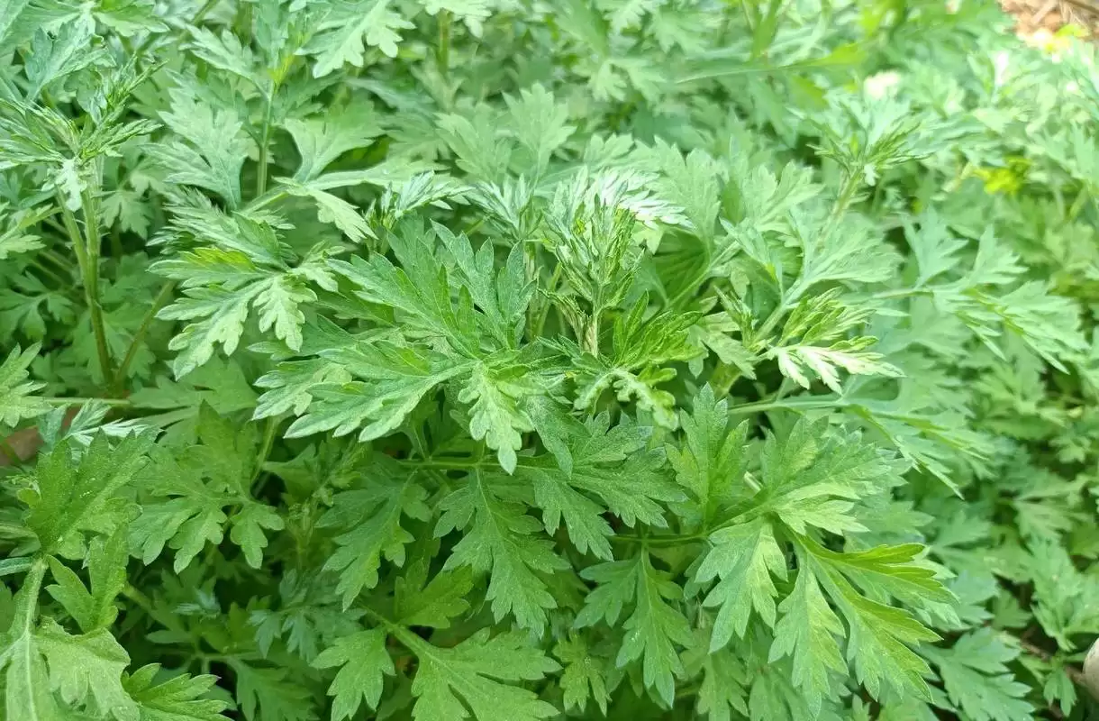 如何成功种植艾蒿, 有什么秘诀?插图2