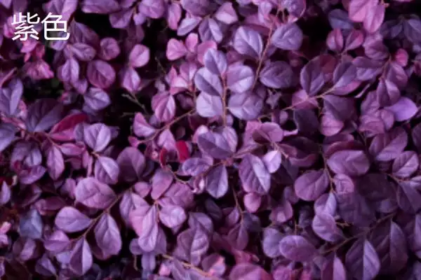 树叶常见颜色种类 (树叶常见颜色是否有绿、金黄、红等)插图4