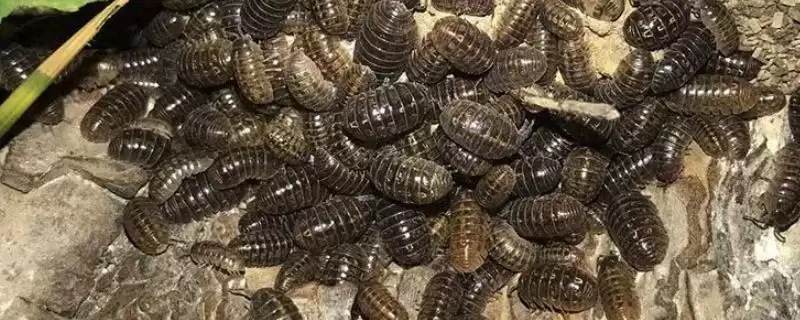 西瓜虫天敌种类 (西瓜虫天敌是否为青蛙)-会东网