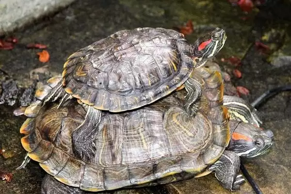乌龟死亡前期表现 (乌龟死亡是否先停止活动)插图3