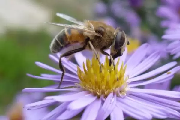 梦见蜜蜂寓意解读 (梦见蜜蜂是否常象征着危险)插图3 梦见蜜蜂寓意解读 (梦见蜜蜂是否常象征着危险)插图3
