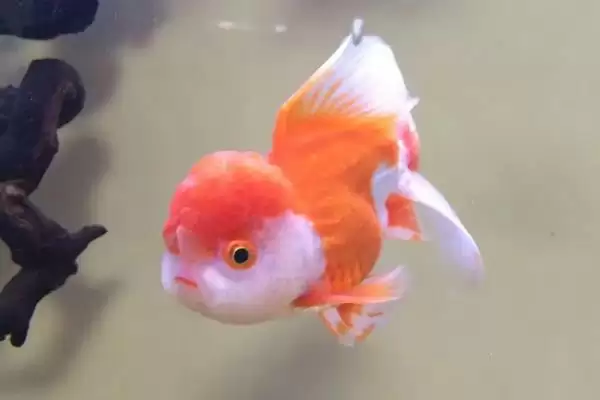 新手养金鱼品种选择 (新手养金鱼是否可选草金鱼等品种)插图3 新手养金鱼品种选择 (新手养金鱼是否可选草金鱼等品种)插图3