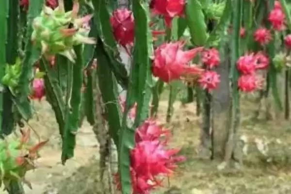 火龙果植物属性 (火龙果是否是火龙果树果实且属于仙人掌科)插图3