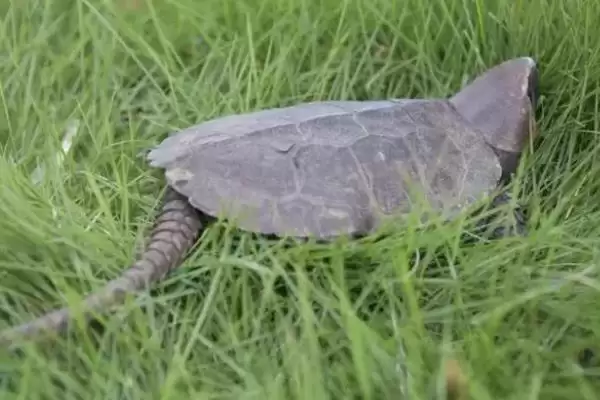 鹰嘴龟品种数量 (鹰嘴龟是否有 5 个品种)插图2