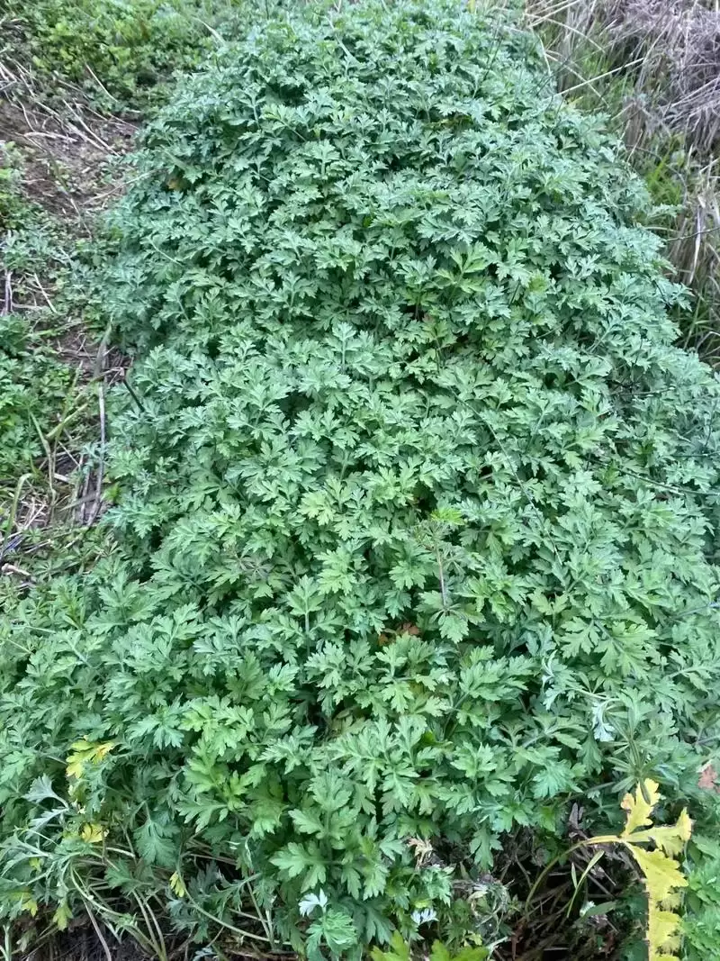 艾蒿的种植步骤及注意事项, 全面了解?插图1