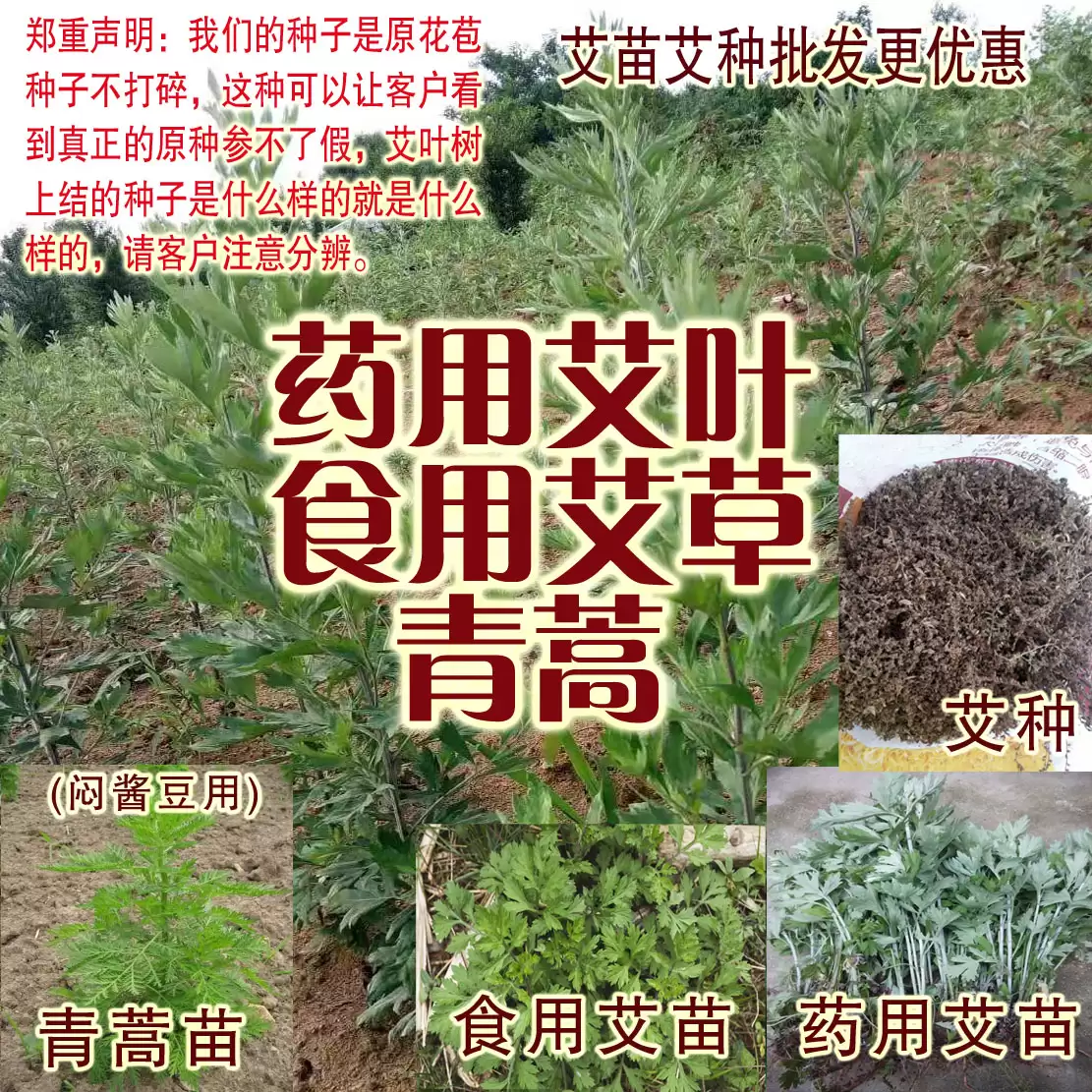 艾蒿种植方法详解, 初学者必看?插图3