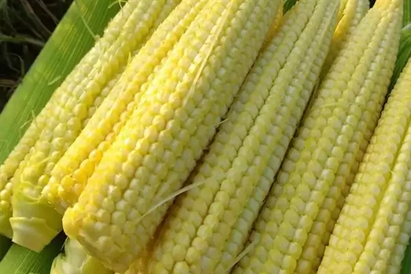 玉米数量估算 (10 斤玉米是否约 14 – 25 个)插图1 玉米数量估算 (10 斤玉米是否约 14 – 25 个)插图1