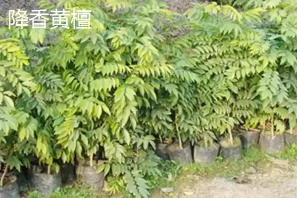 红木常见种类列举 (红木常见是否有降香黄檀等)插图1 红木常见种类列举 (红木常见是否有降香黄檀等)插图1