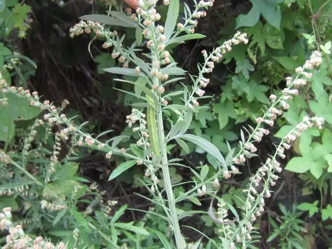 艾蒿的种植要点有哪些, 需要注意什么?-会东网