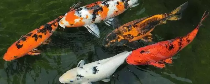 锦鲤鱼饲料分类 (锦鲤鱼饲料是否分为植物、动物、合成三类)-会东网