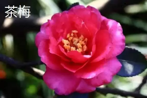 茶花植株特征 (茶花是否叶片薄、植株高大)插图5