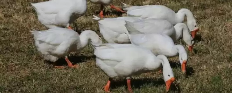 鹅食用植物限制 (鹅是否不能吃臭椿叶等植物)-会东网