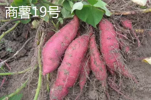 苏薯 8 号平均产量 (苏薯 8 号平均产量是否为 8500 斤)插图4