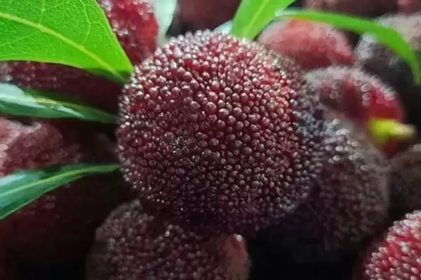 荸荠杨梅与东魁杨梅味道 (荸荠杨梅与东魁杨梅味道是否依个人口味而异)插图6 荸荠杨梅与东魁杨梅味道 (荸荠杨梅与东魁杨梅味道是否依个人口味而异)插图6