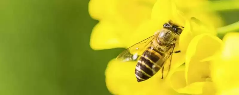 梦见蜜蜂寓意解读 (梦见蜜蜂是否常象征着危险)-会东网