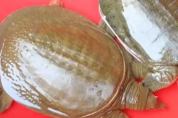 甲鱼、鳖、王八和乌龟指代 (甲鱼、鳖、王八和乌龟是否主要指两种动物)插图1