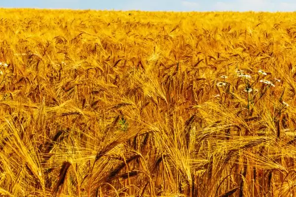 小麦收割常见时间 (6 月中旬是否经常进行小麦收割)插图2