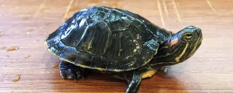 乌龟死亡前期表现 (乌龟死亡是否先停止活动)-会东网