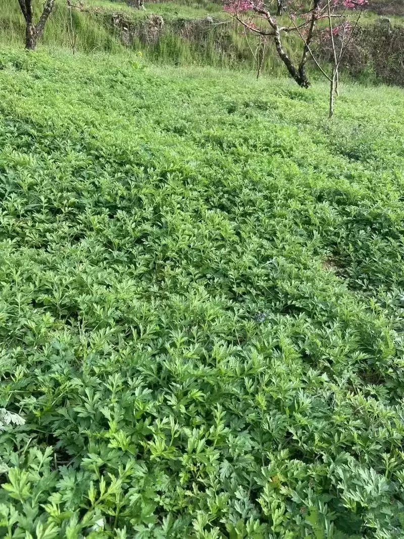 种植艾蒿的详细流程, 轻松上手?插图1