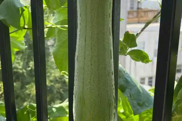 常见瓜菜类蔬菜列举 (常见瓜菜类蔬菜是否有南瓜等)插图2