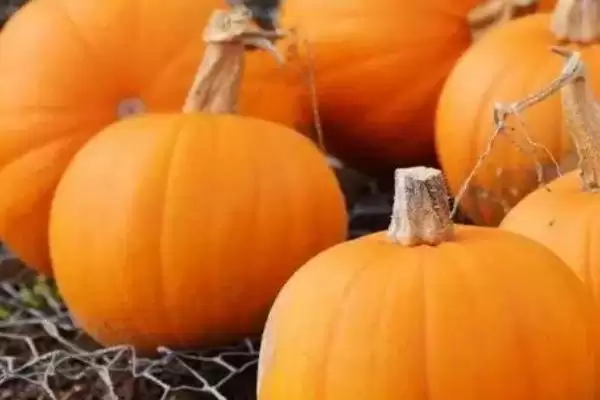 常见瓜菜类蔬菜列举 (常见瓜菜类蔬菜是否有南瓜等)插图1