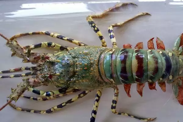 常见大龙虾种类 (常见大龙虾是否有 6 种)插图3