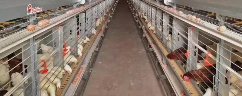 蛋鸡优良品种 (蛋鸡好品种是否有粉壳蛋鸡等)-会东网