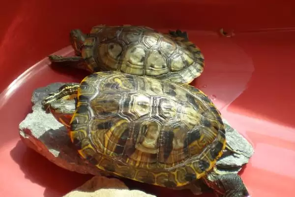 巴西龟作息习性 (巴西龟是否夜晚睡觉)插图4 巴西龟作息习性 (巴西龟是否夜晚睡觉)插图4