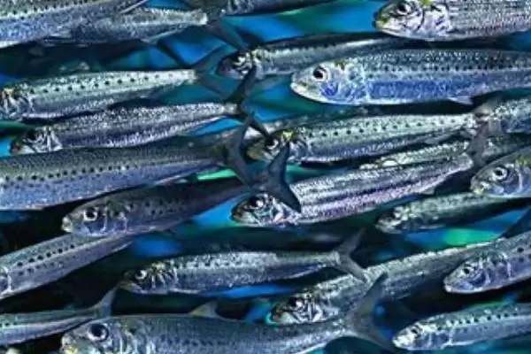 常见深海鱼种类列举 (常见深海鱼是否有带鱼等)插图6