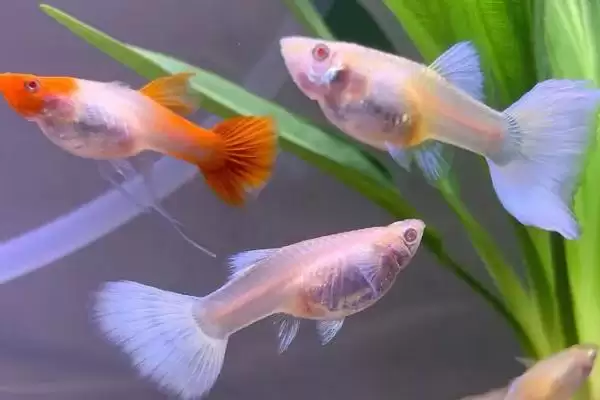 孔雀鱼缩尾自愈情况 (孔雀鱼缩尾能否自愈是否取决于原因)插图1