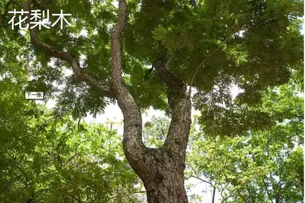 红木常见种类列举 (红木常见是否有降香黄檀等)插图4 红木常见种类列举 (红木常见是否有降香黄檀等)插图4