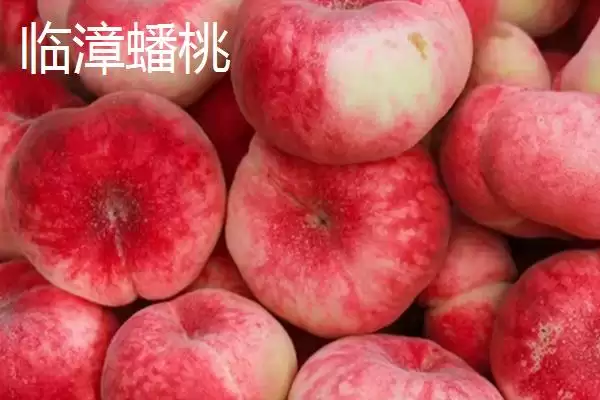 油蟠桃果皮特性 (油蟠桃果皮是否光滑且易清洗)插图6