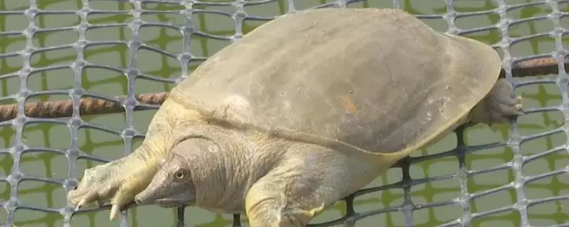 甲鱼、鳖、王八和乌龟指代 (甲鱼、鳖、王八和乌龟是否主要指两种动物)-会东网