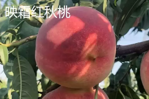 金秋红蜜桃等成熟时间 (金秋红蜜桃等桃子是否在 10 月成熟)插图3