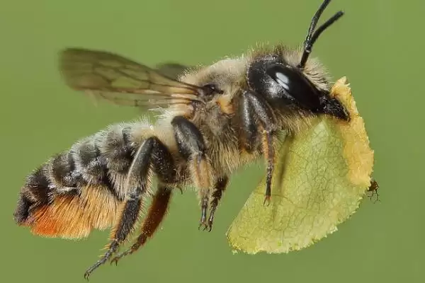 樵叶蜂特性特征 (樵叶蜂体色是否多为黑色且独居)插图2 樵叶蜂特性特征 (樵叶蜂体色是否多为黑色且独居)插图2