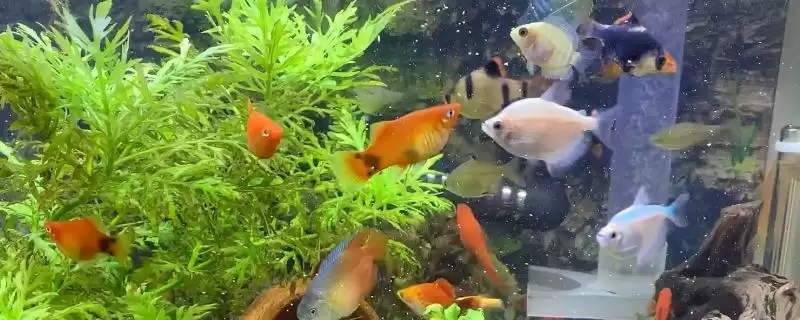 冬天喂鱼食物选择 (冬天喂鱼是否可喂水蚤等)-会东网