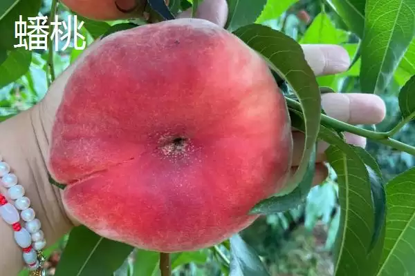 油蟠桃果皮特性 (油蟠桃果皮是否光滑且易清洗)插图1