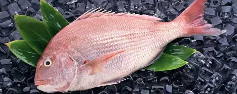 鲷鱼所属类目 (鲷鱼是否属于鲈形目、丽鱼科)-会东网